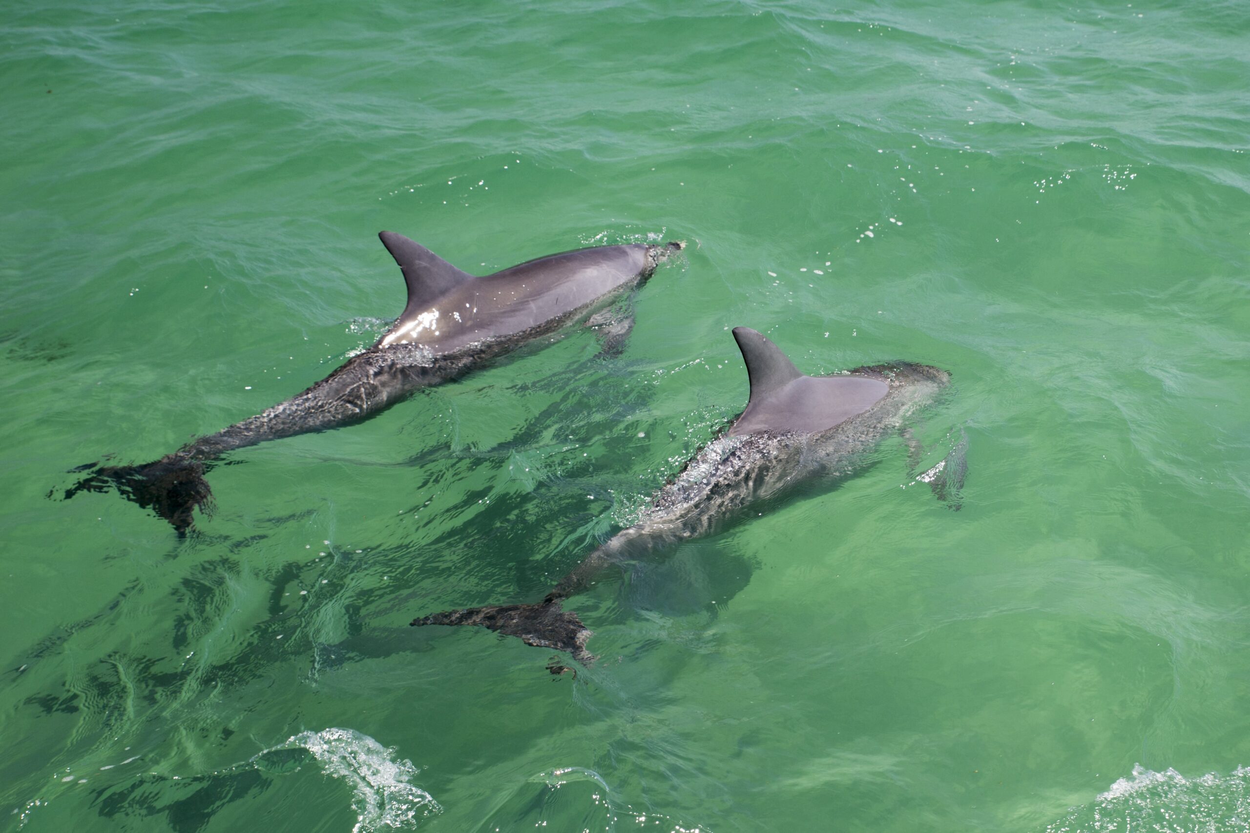 Images of dolphins from dophin